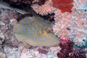 16_12_2012 Home Reef 09